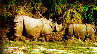 Indian Rhinoceros. On The Tracks Of The Unicorn 