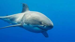 Australia. The Great White Shark